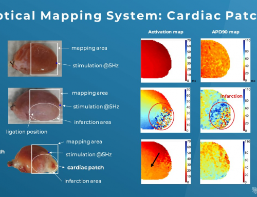 Optical Mapping: Cardiac Regeneration